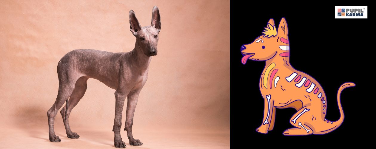 Długa historia rasy. Po lewej zdjęcie psa na różowawym tle. po prawej na czarnym tle schematyczny rysunek z Meksyku. Po prawej logo pupilkarma